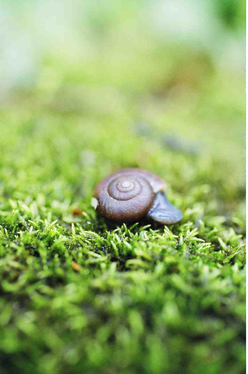 Molluschi Madonie